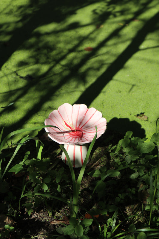 Coupe hibiscus
